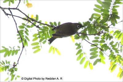 Everett's White-eye