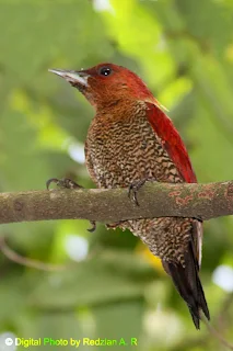 Rufous Woodpecker