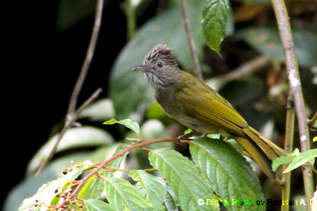 Birds and Nature Photography Raub Mountain Bulbul