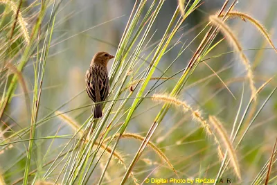 Baya Weaver