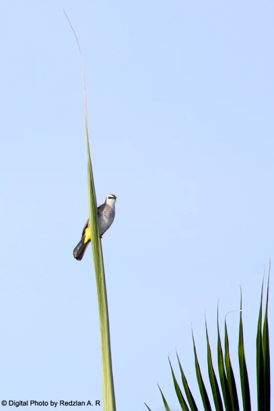 Yellow-ventel Bulbul at Coconut leaves