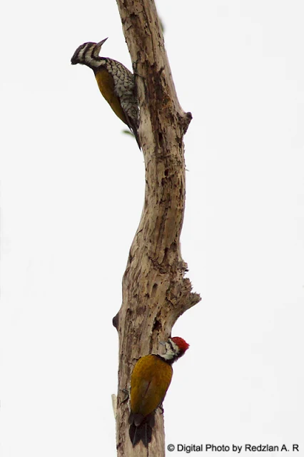 a pair of woodpecker