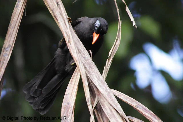 Black Laughingthrush (Garrulax lugubris)