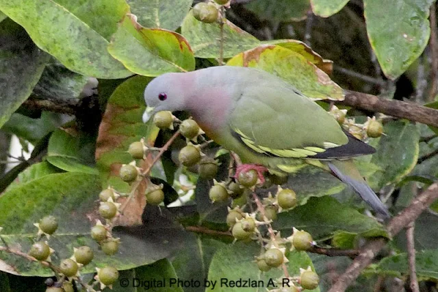 Male Pink-necked Green Pigeon at MS Garden Hotel Kuantan
