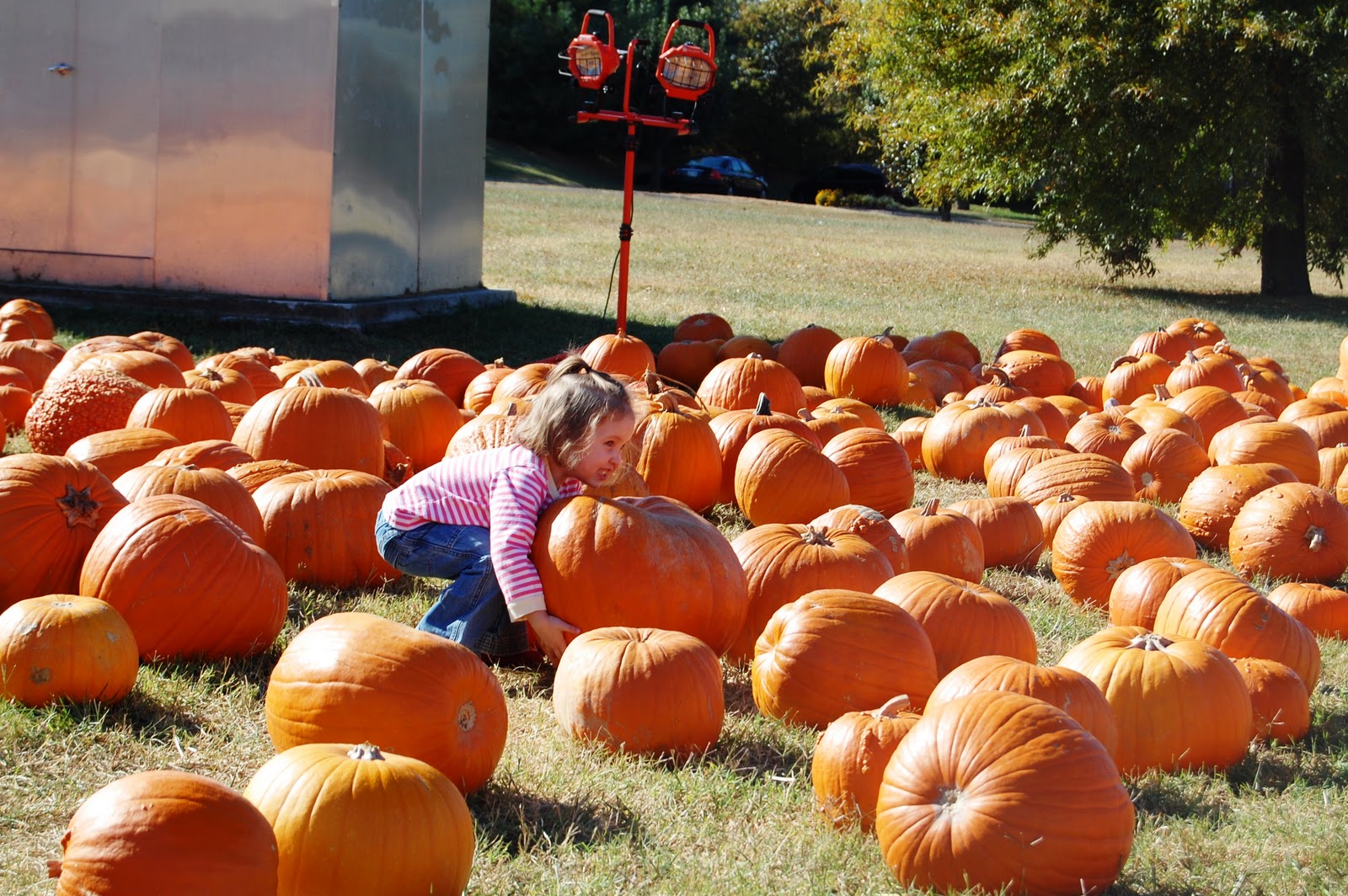 Tennessee Pumpkin Patch