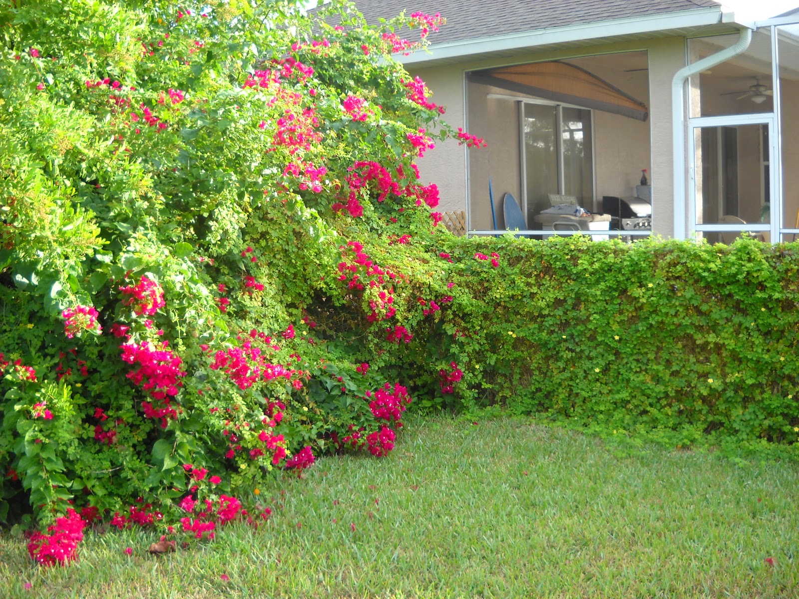 DOUBLE DOG DISH Bye Bye Bougainvillea