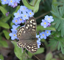 Speckled Wood