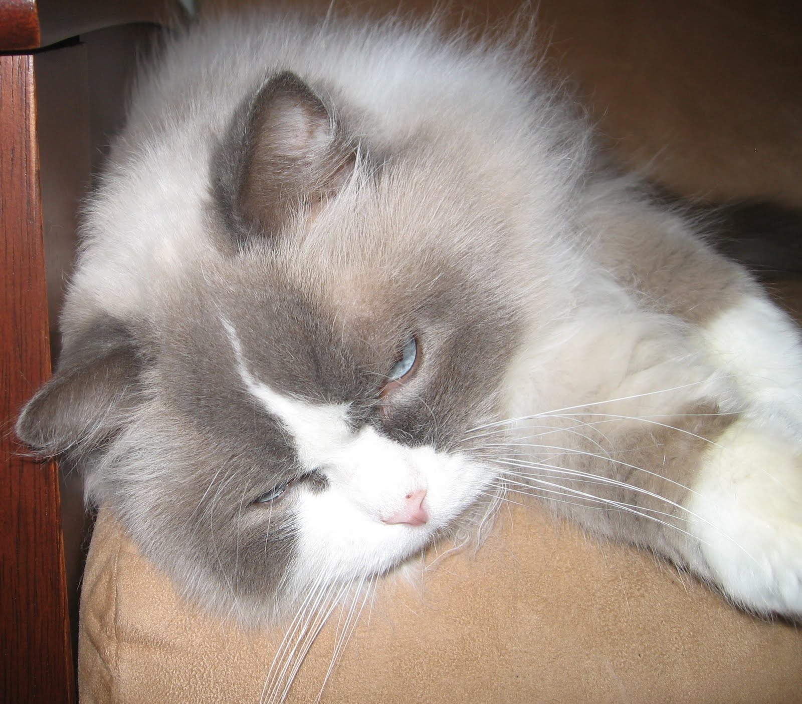 Entwined Why Cat and Dog Hair?