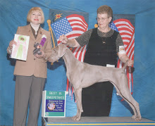 Peach  at Dog Show