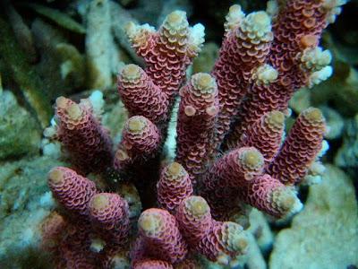 My Coral Adventures: Aquaculture in Bali Part 7 - Acropora milleporas!