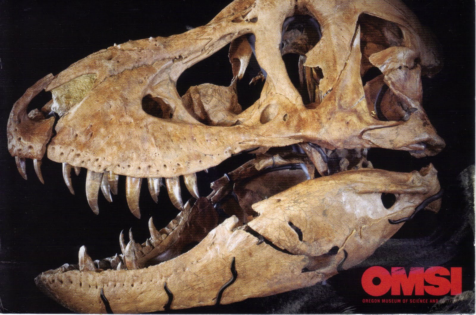 t rex complete fossil