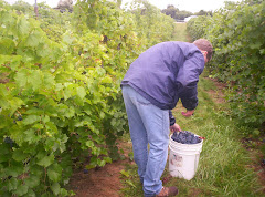 harvesting wine grapes