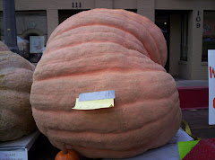 Giant Pumpkins!