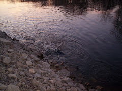 sturgeon spawning