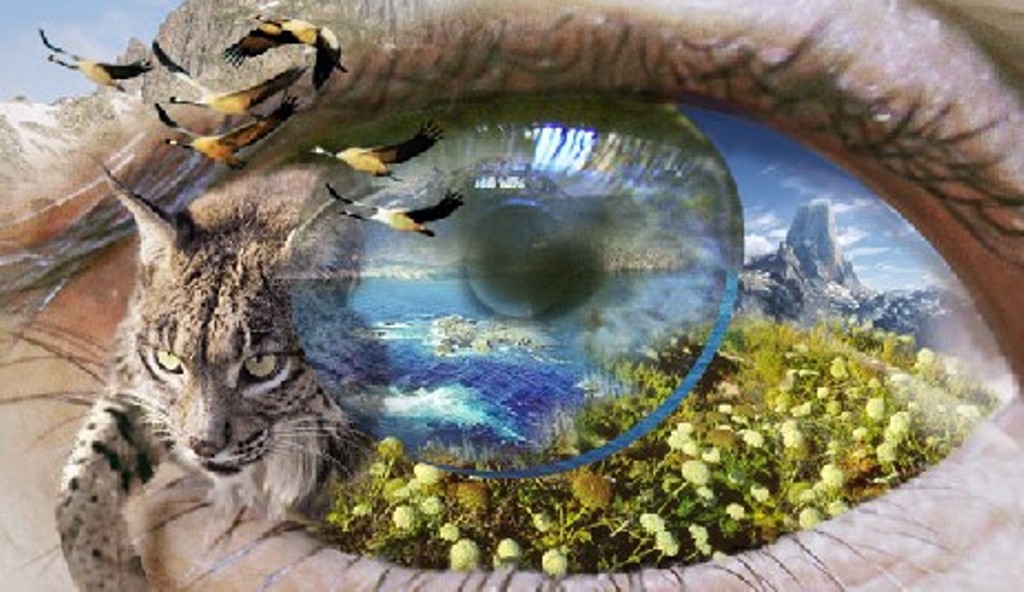 Nature's Eye
