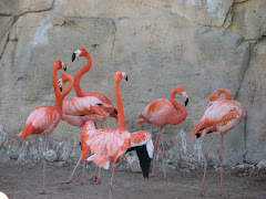 Mundomar, flamingo