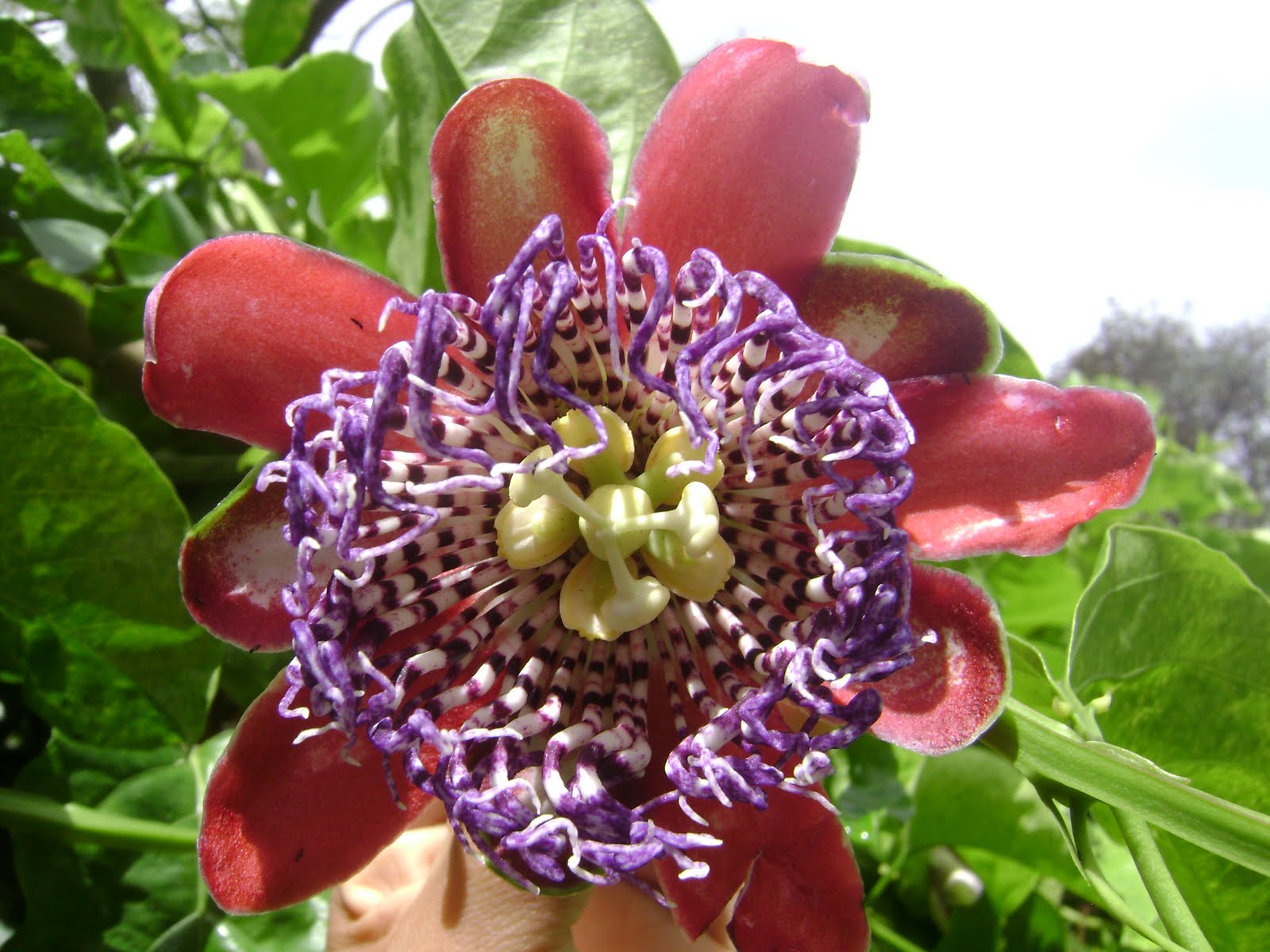 Artes de Claudinéa Elias: Flor de maracujá