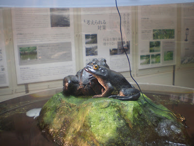 井の頭自然文化園　蛙