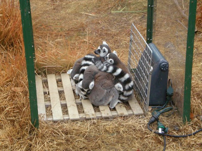 犬山モンキーセンター ワオキツネザル