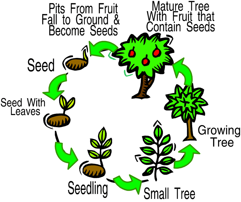 plant life cycle clipart - photo #17