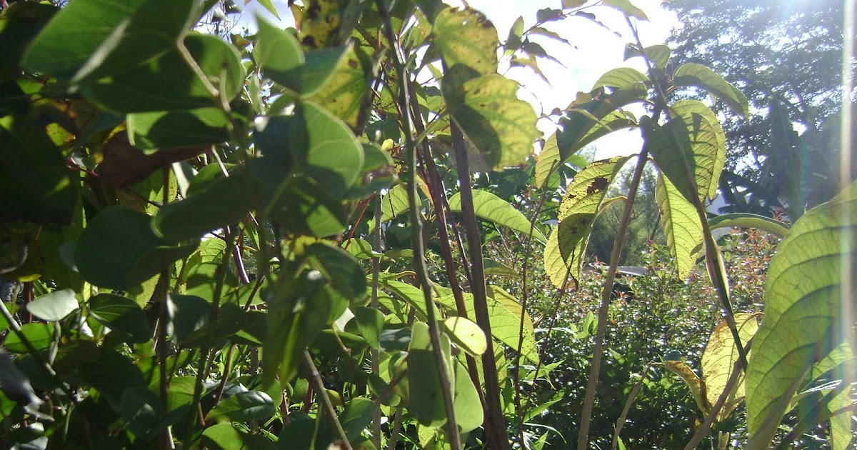 MUTIS ENSEÑA CASCO DE VACA