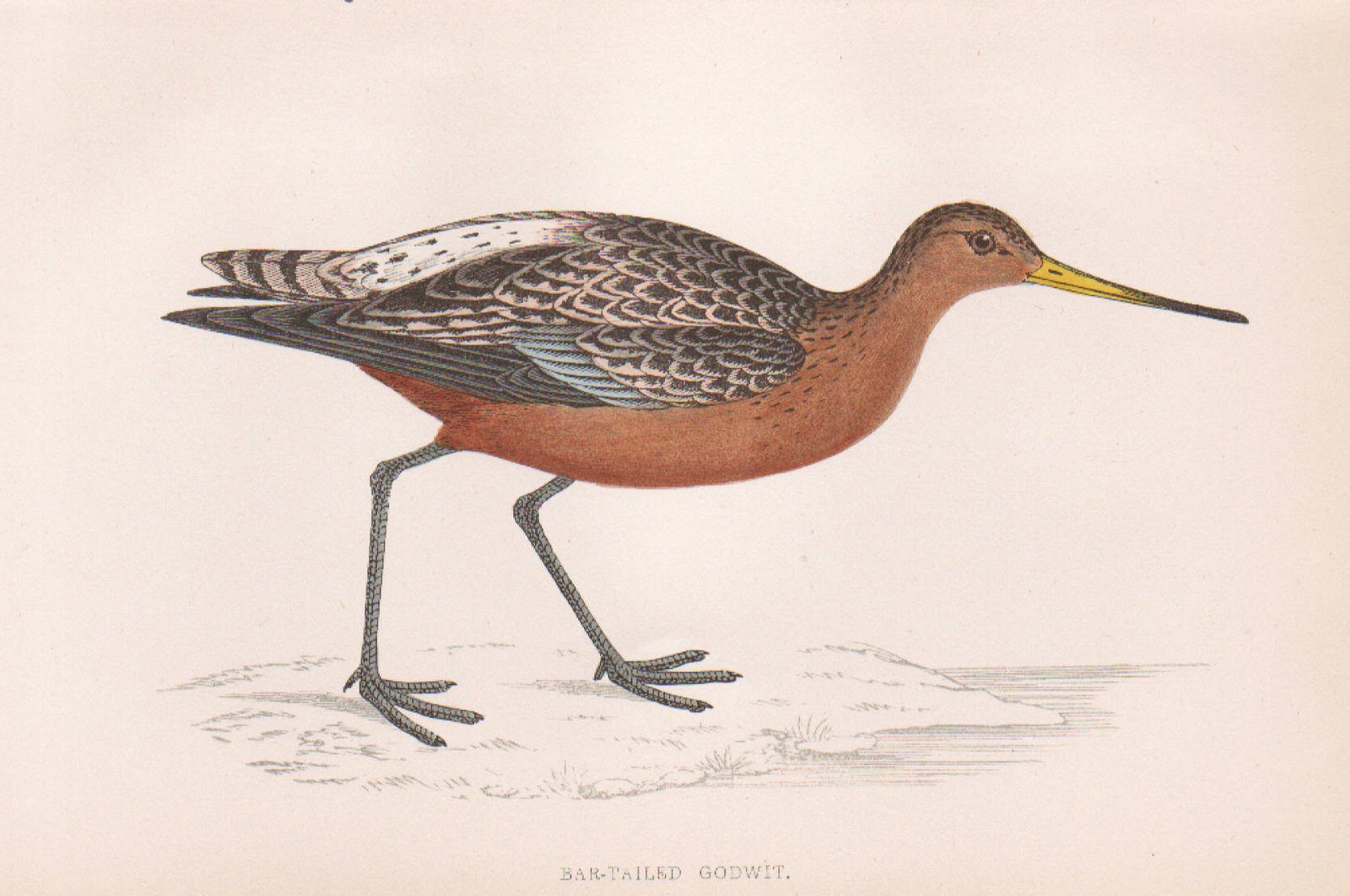 [Bar+tailed+godwit.jpg]