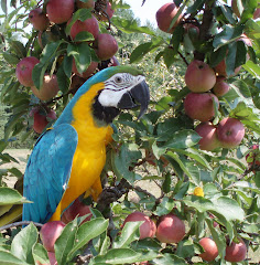 Cyrus in apple tree