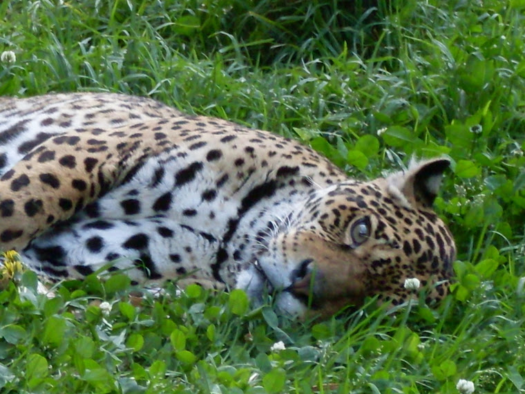 Le jaguar du refuge