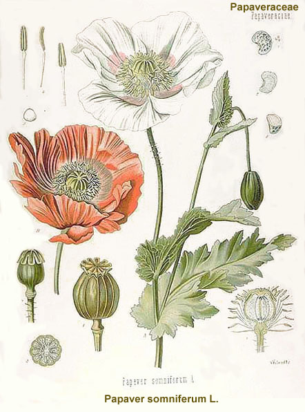 [opium-poppy.jpg]