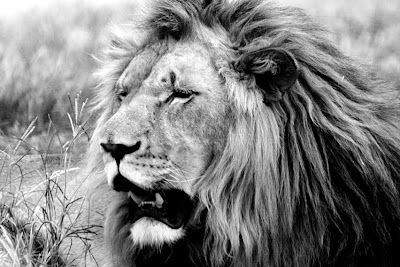 Lion+King3 B%2BW