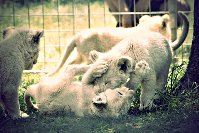 Lion+cubs2