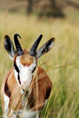 Springbok+in+the+wind4