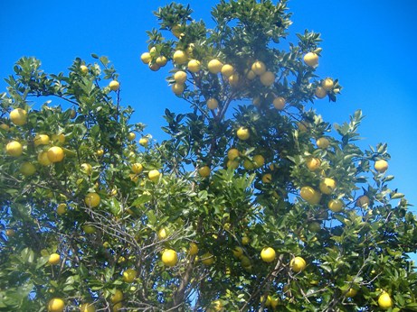 Naranja Dulce de Dzan, Yucatán.: Naranja dulce de Dzan, Yucatán, México.