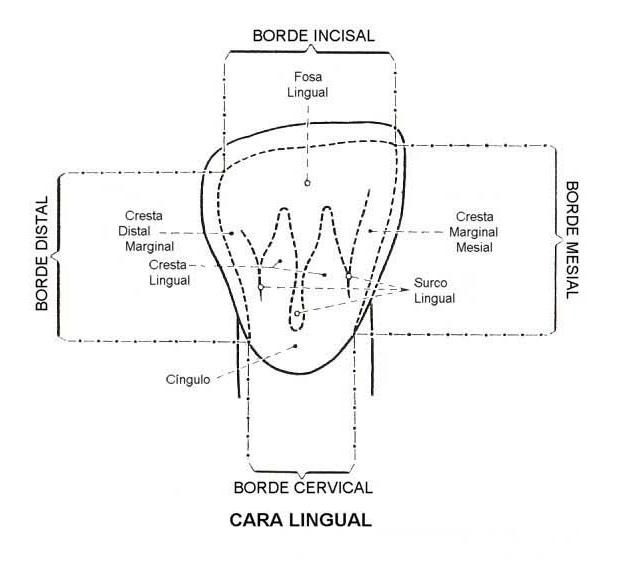 Fosa Lingual