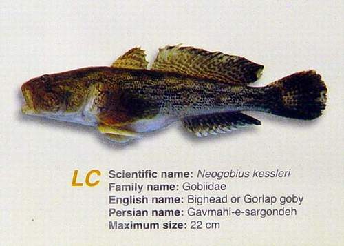 [gawmahi+e+sargondeh.jpg]