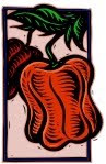 Bed E5 - Tomatoes, Peppers, Basil, Carrots