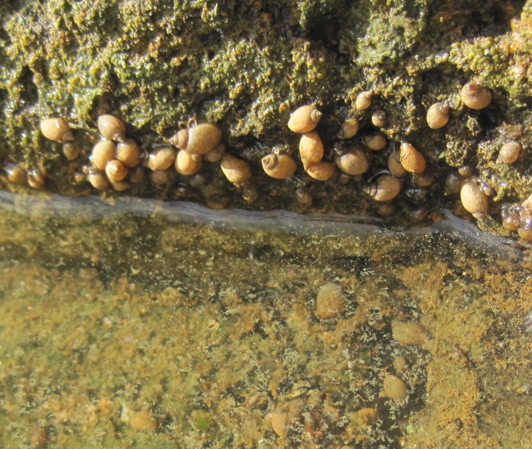 Beyond the Baths Snails from the Great Bath