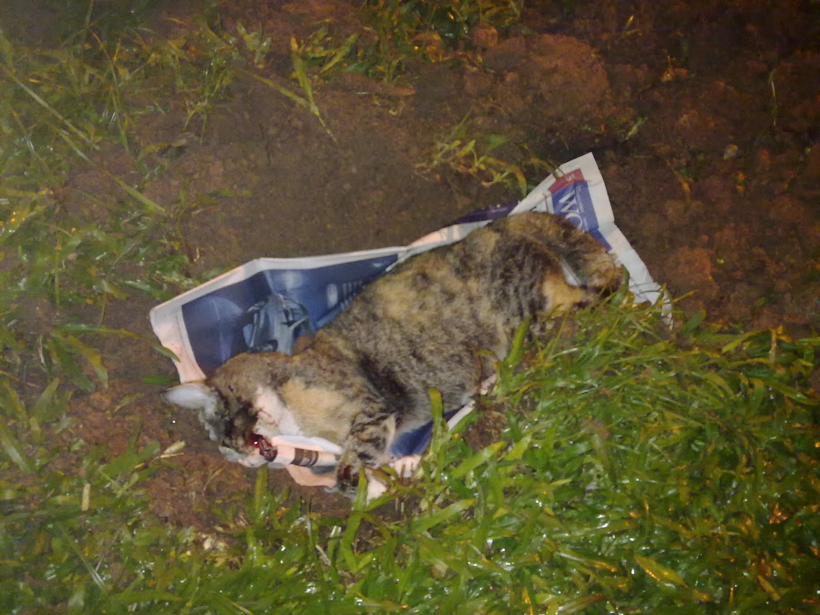 Feline Love RIP Dead Cat