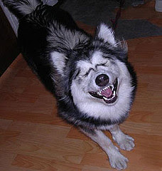 laughing_dog3.jpg