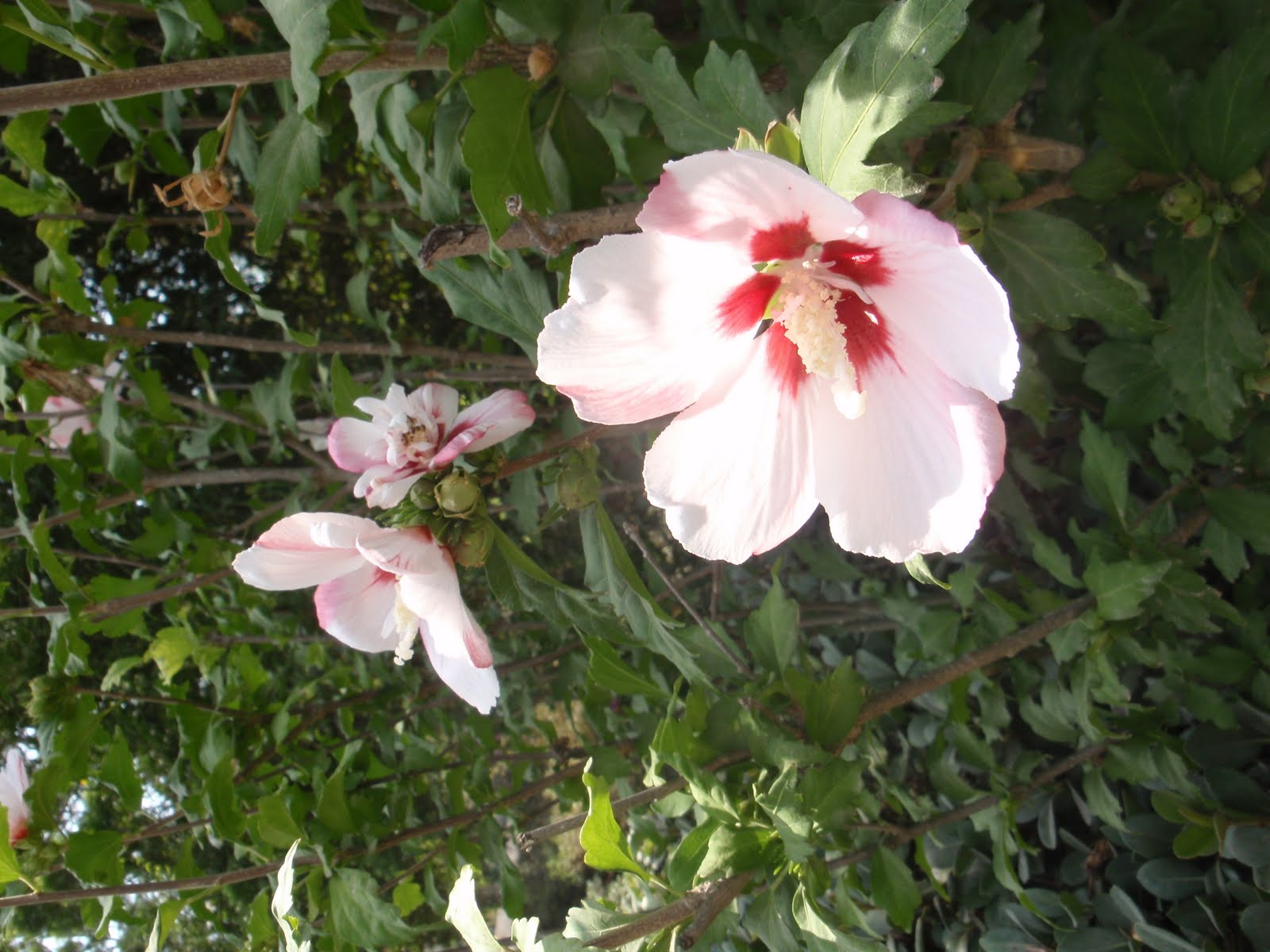 Jerusalem 2010 The Flowers of Jerusalem