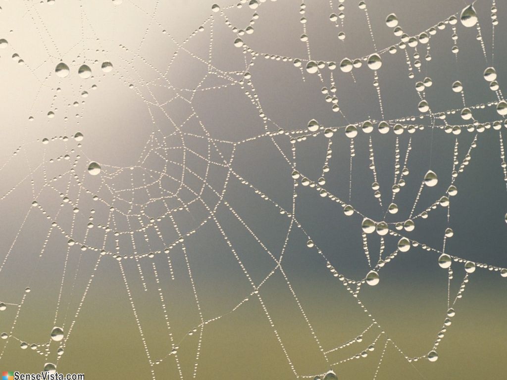 [2059_water_drops_on_spider's_net1024_768.jpeg]
