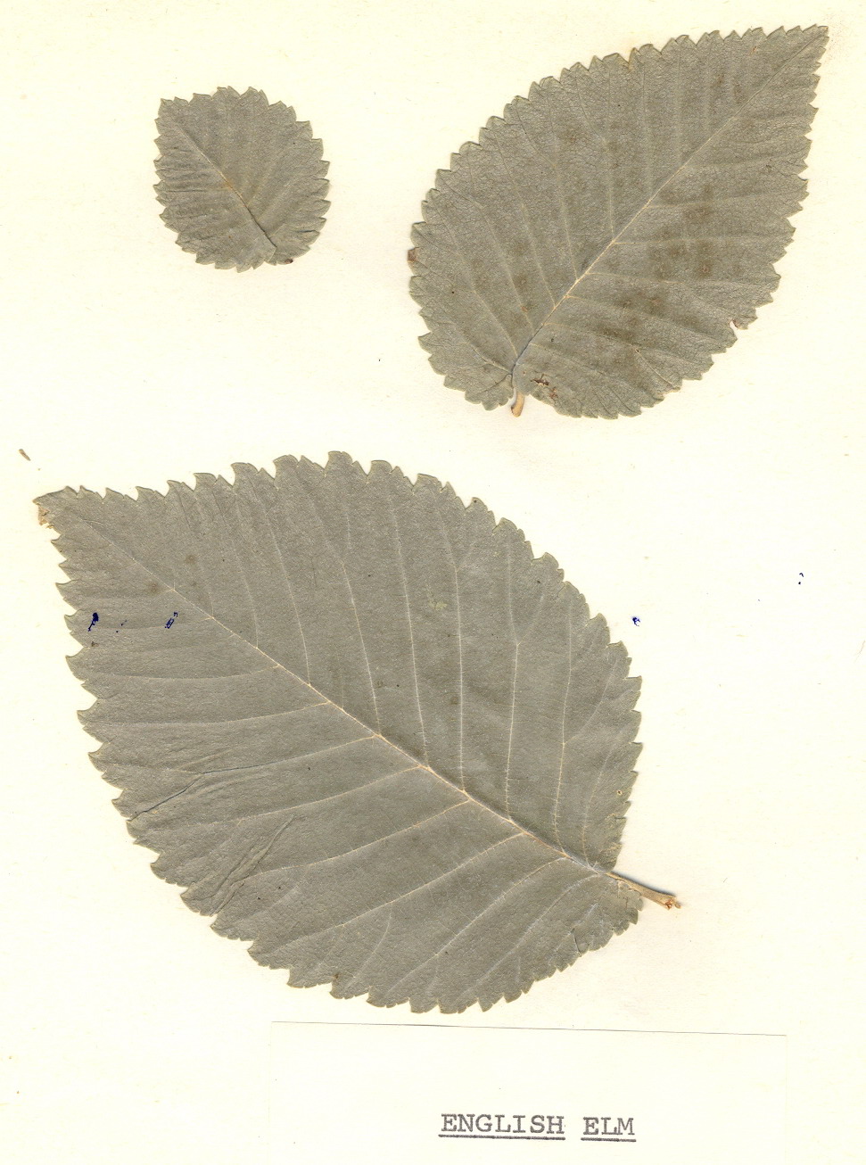 Ulting and Langford Trees English Elm Ulmus procera