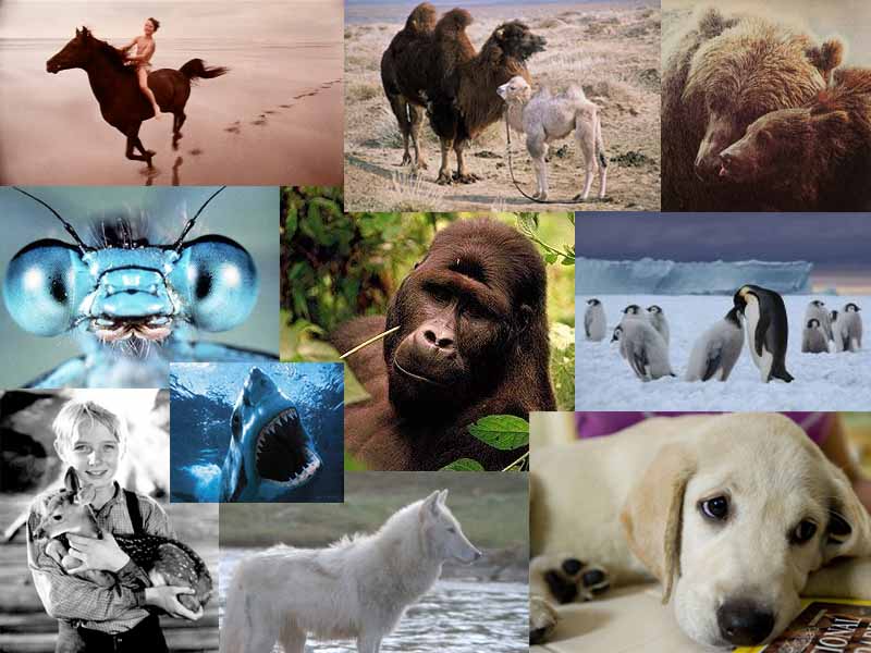 [filmes+animais.jpg]