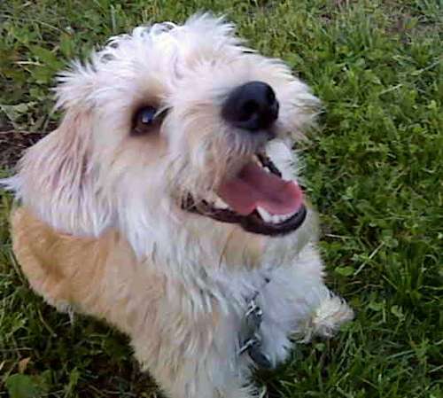 Pictures Of Lb Dogs Pictures Of Lb Dogs