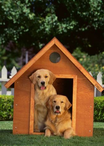 Dog Talk 101 In The House In The Dog House