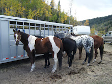 Horses at camp