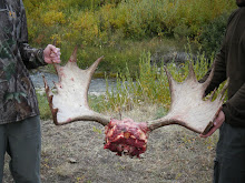 nice moose antlers