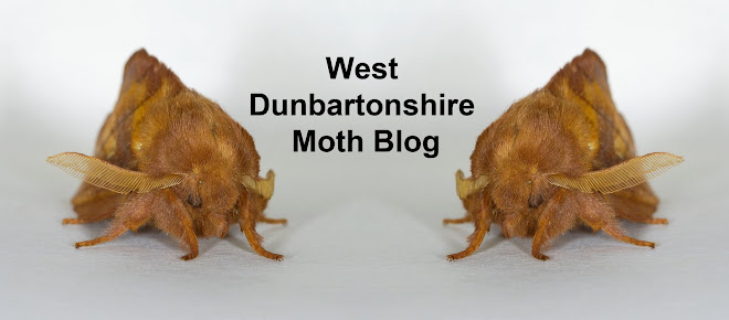 West Dunbartonshire Moth Blog