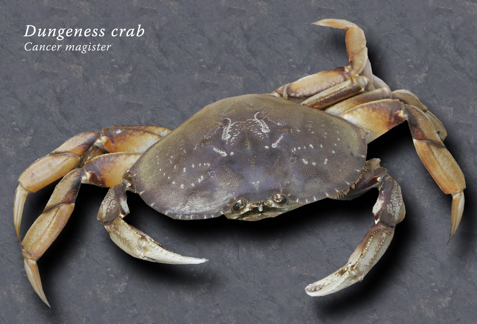 Assignment List: Battle Crab