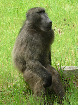 This is Old Bert, not Nadine... it took a lot for me to not shout OF COURSE THAT'S NOT NADINE HAVEN'T YOU EVER SEEN A FEMALE CHACMA BABOON BEFORE?!